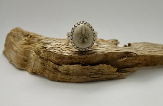 Tiny Fossilized Sand Dollar Ring - Round - Size 6.75